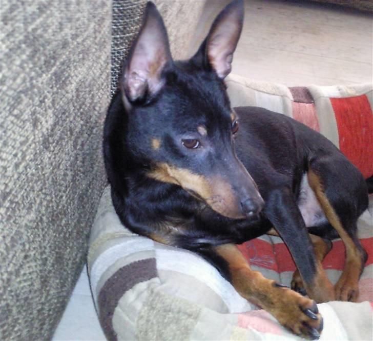 Dvaergpinscher Rødkildes - Murphi billede 16