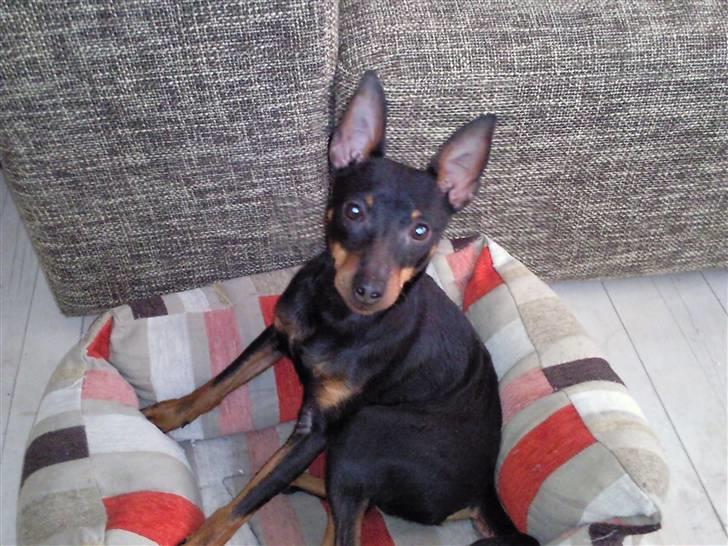 Dvaergpinscher Rødkildes - Murphi billede 17