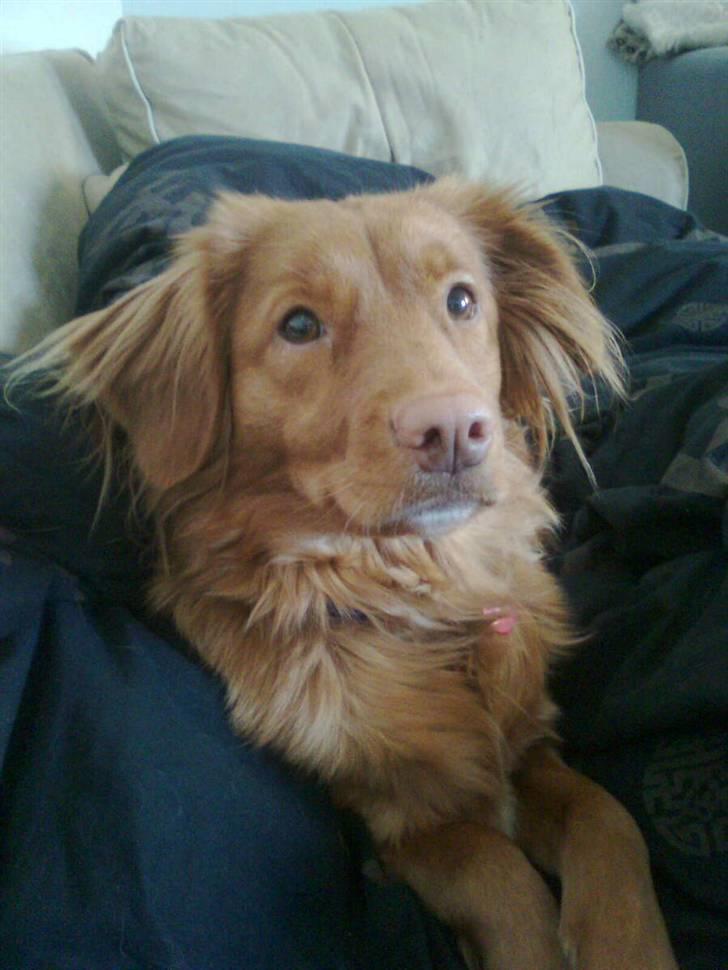 Nova scotia duck tolling retriever Gaia R.I.P 11.11.11 billede 16
