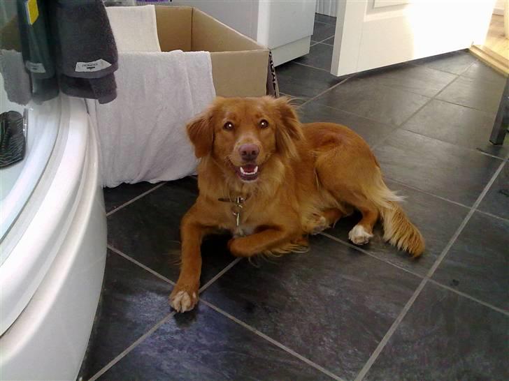 Nova scotia duck tolling retriever Gaia R.I.P 11.11.11 billede 17