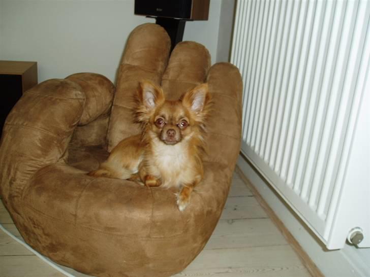 Chihuahua Lui billede 14