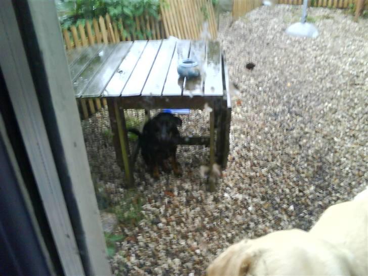 Blanding af racer Flicka - Ikke alle kan lide regnvejr, i dette tilfælde går man i læ under bordet :-) billede 14