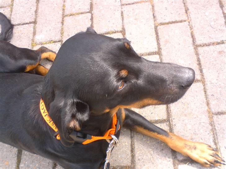 Blanding af racer Flicka billede 15