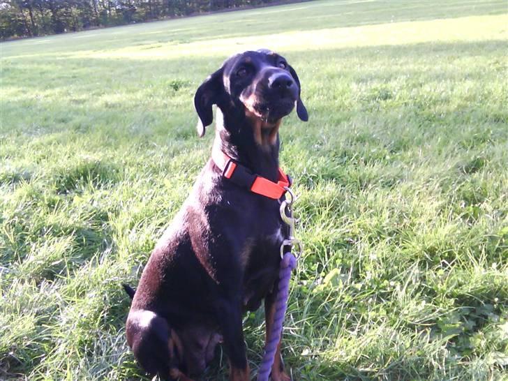 Blanding af racer Flicka billede 16