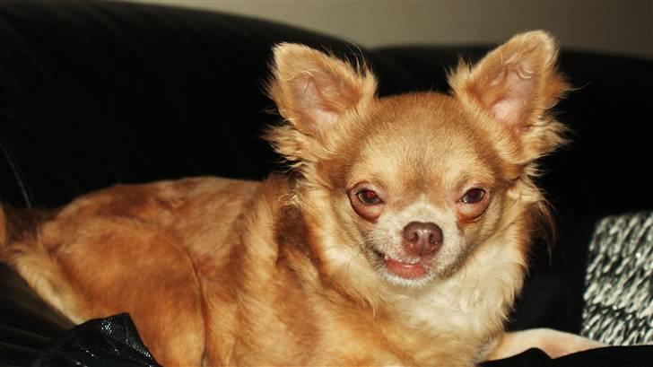 Chihuahua Gremlin - Ser jeg lige ligeglad ud eller hvad !?!?!  billede 12