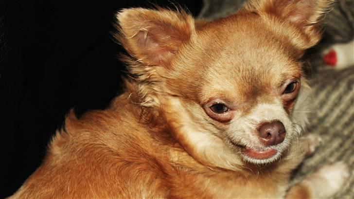 Chihuahua Gremlin billede 13