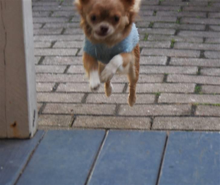 Chihuahua Gremlin - Jeg kommer nuuuu moar !!!! billede 15