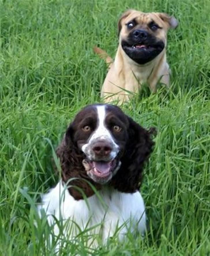 Bullmastiff Boulevard of Fame Hector - Der findes ingen forklaring til dette billede.. (Hector 7mdr) billede 4