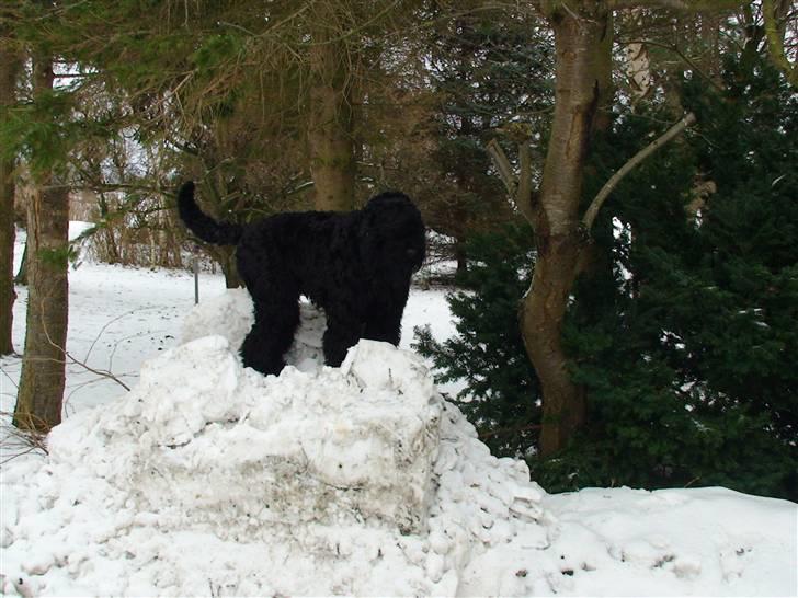 Sort russisk terrier hasse billede 8