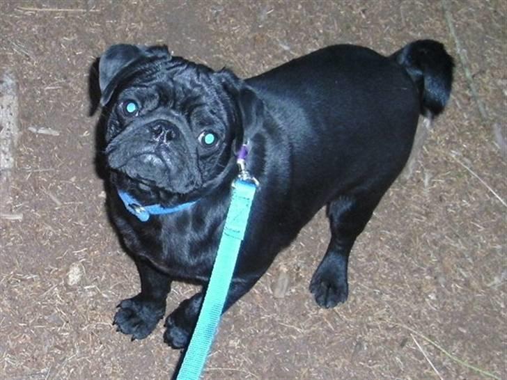 Mops Bertram billede 2