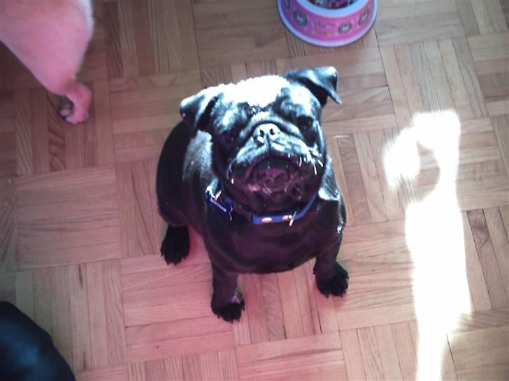 Mops Bertram billede 3