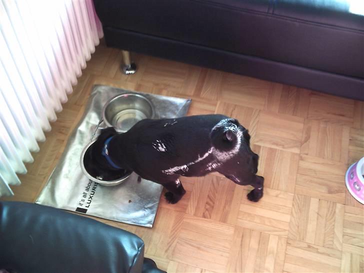 Mops Bertram billede 4