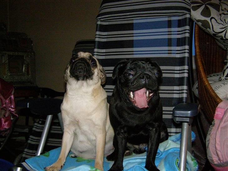 Mops Bertram billede 5