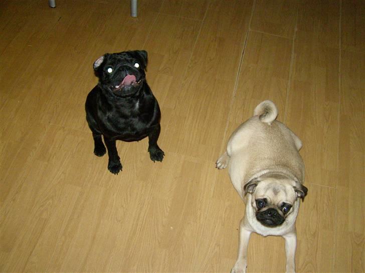 Mops Bertram billede 6