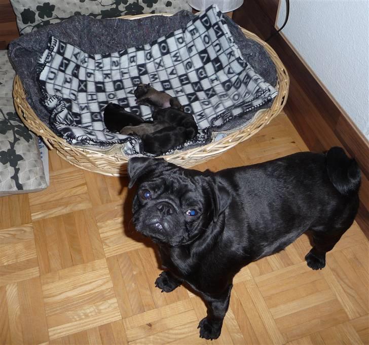 Mops Bertram billede 7