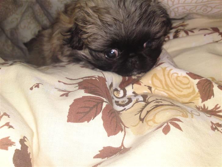 Pekingeser Chui Aka Pigehunden<3 hvil i fred <3 - 8 uger billede 15
