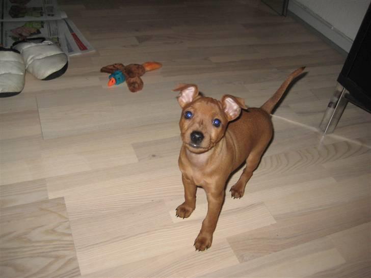 Dvaergpinscher Keno - Velkommen til min profil. Jeg er en liiile bitte, bitte hvalp.  billede 1