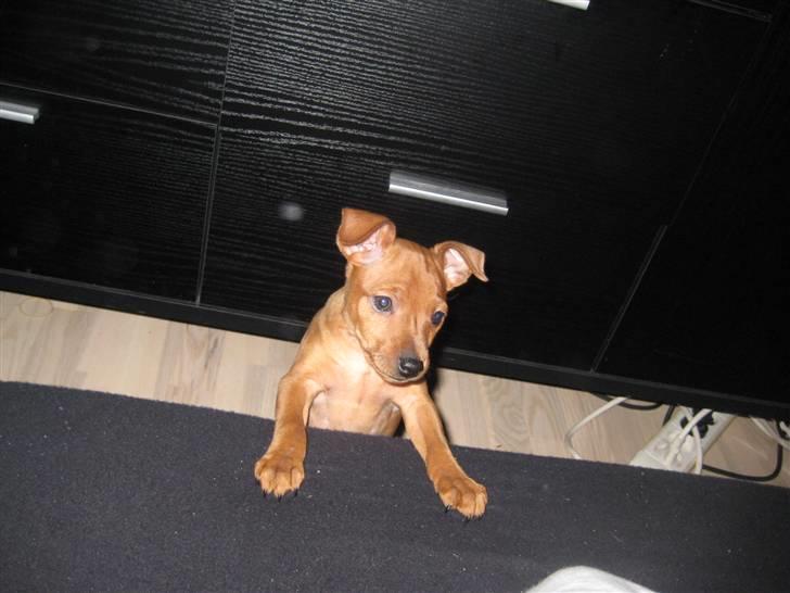 Dvaergpinscher Keno - moooar, faaar? Må jeg ikke nok komme op? :o) billede 2