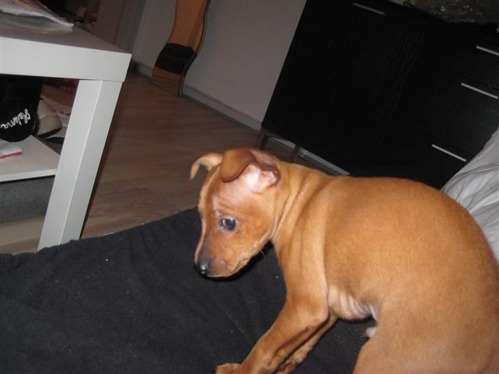 Dvaergpinscher Keno billede 3