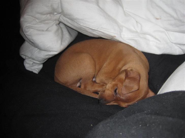 Dvaergpinscher Keno billede 4