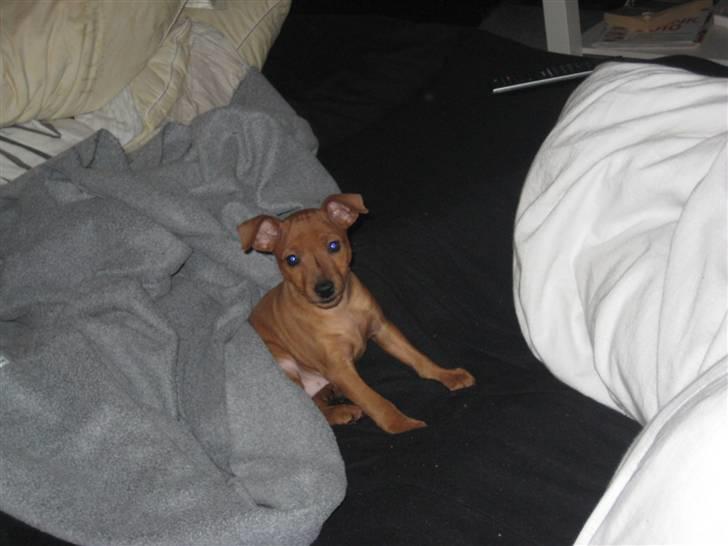 Dvaergpinscher Keno - er jeg ikke bare såå sød?  billede 6