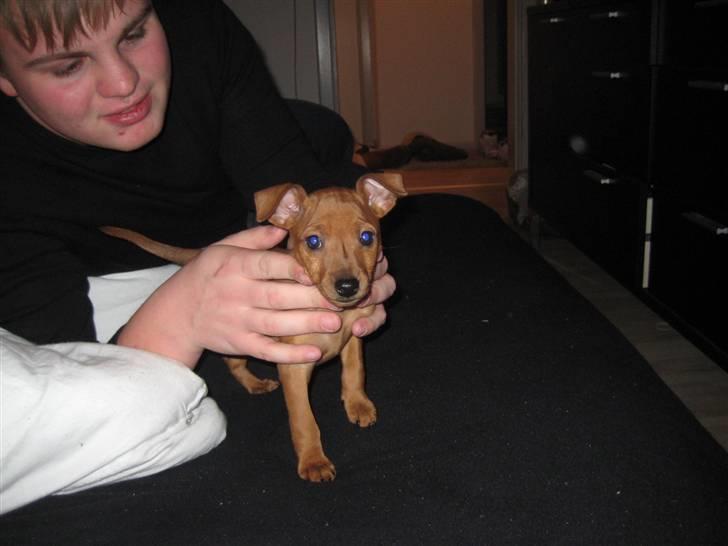 Dvaergpinscher Keno billede 7