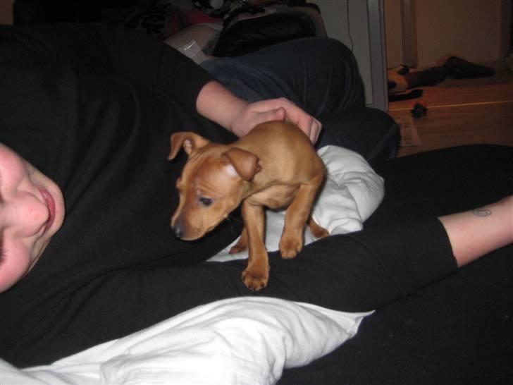 Dvaergpinscher Keno billede 8