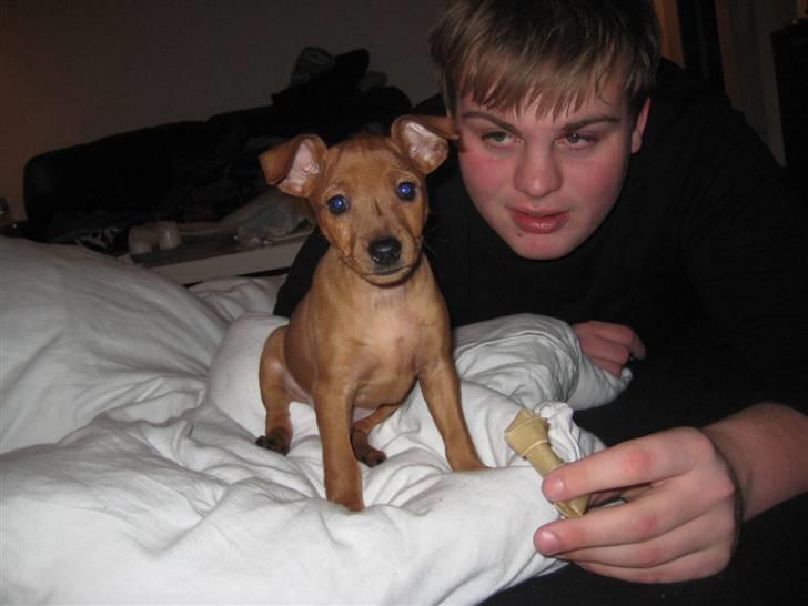 Dvaergpinscher Keno billede 9