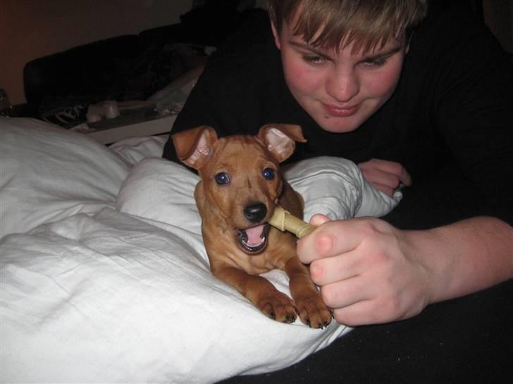 Dvaergpinscher Keno billede 10