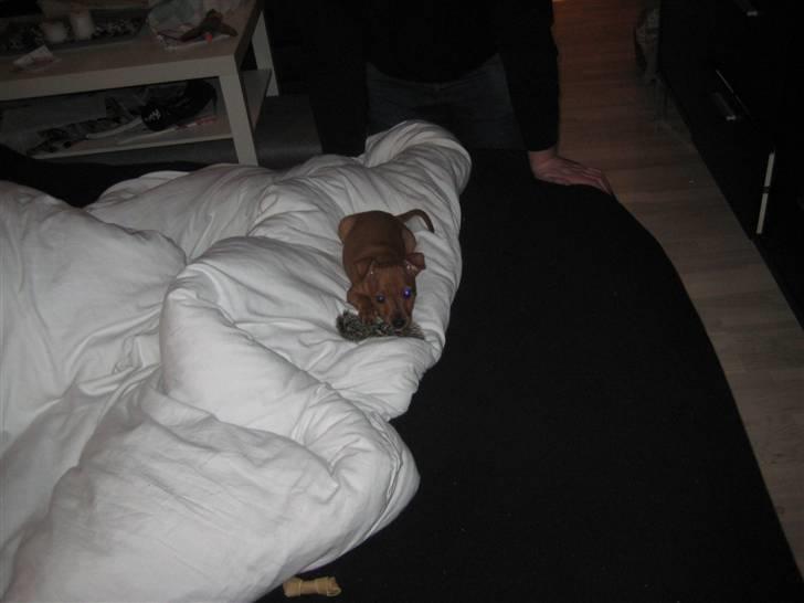 Dvaergpinscher Keno billede 11