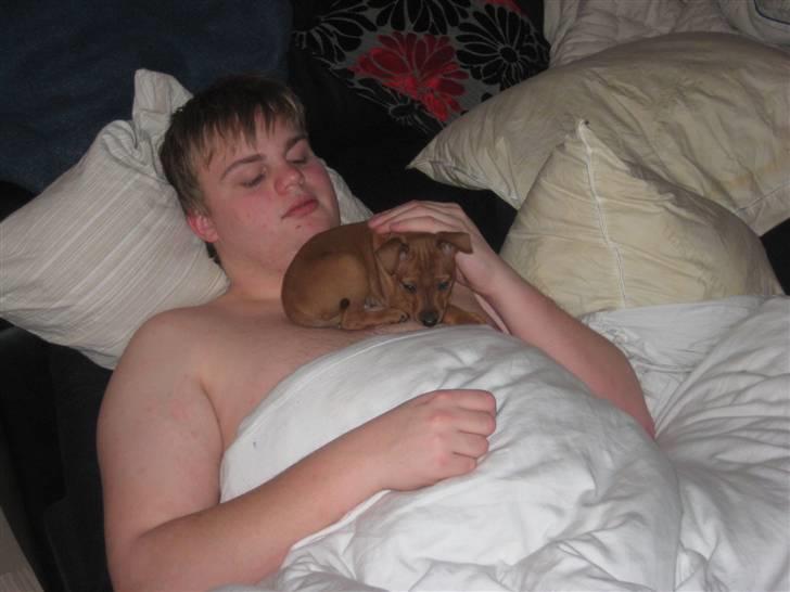 Dvaergpinscher Keno billede 12