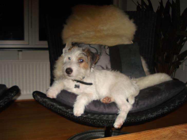Jack russell terrier Elmer RIP 2023 billede 10