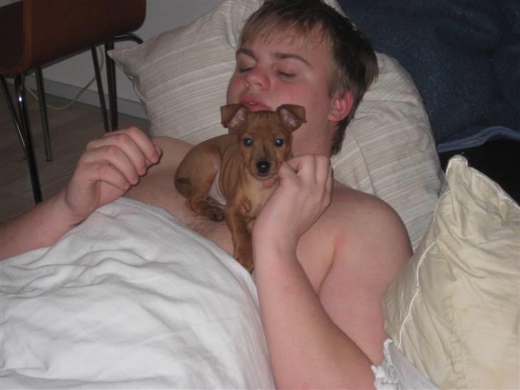 Dvaergpinscher Keno billede 13