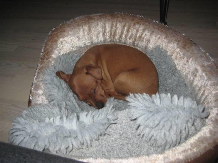Dvaergpinscher Keno - Godnat. Første dag, hjemme hos nye ejere. Det har været en lang dag, men elsker det allerede! :o) billede 14