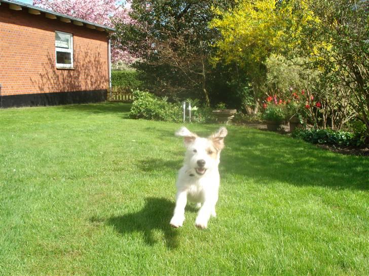 Jack russell terrier Elmer RIP 2023 billede 11