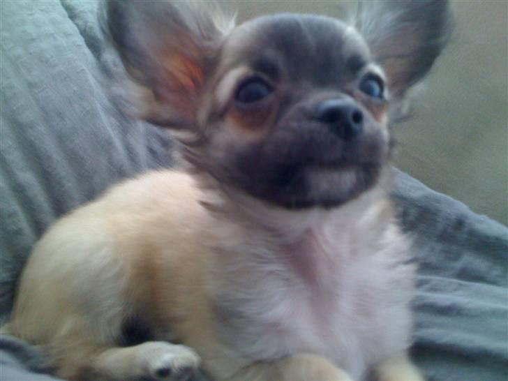 Chihuahua Micco billede 1