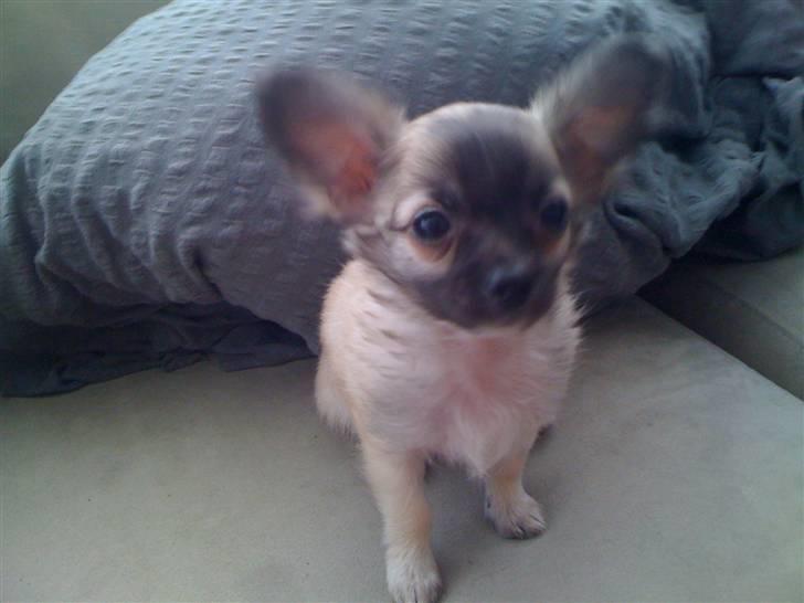 Chihuahua Micco billede 2