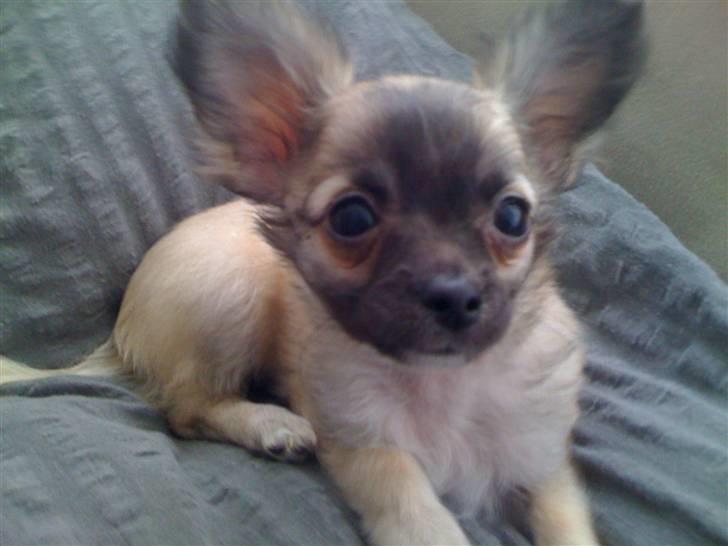 Chihuahua Micco billede 3