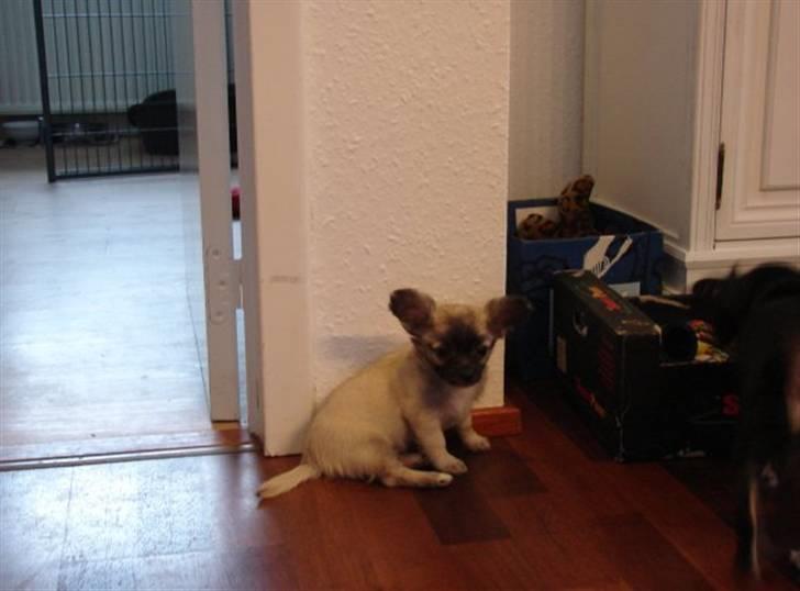 Chihuahua Micco billede 4