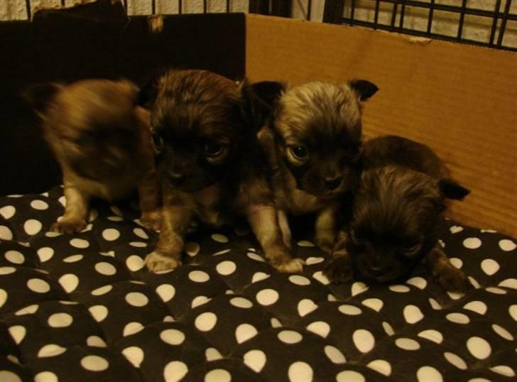 Chihuahua Micco billede 5