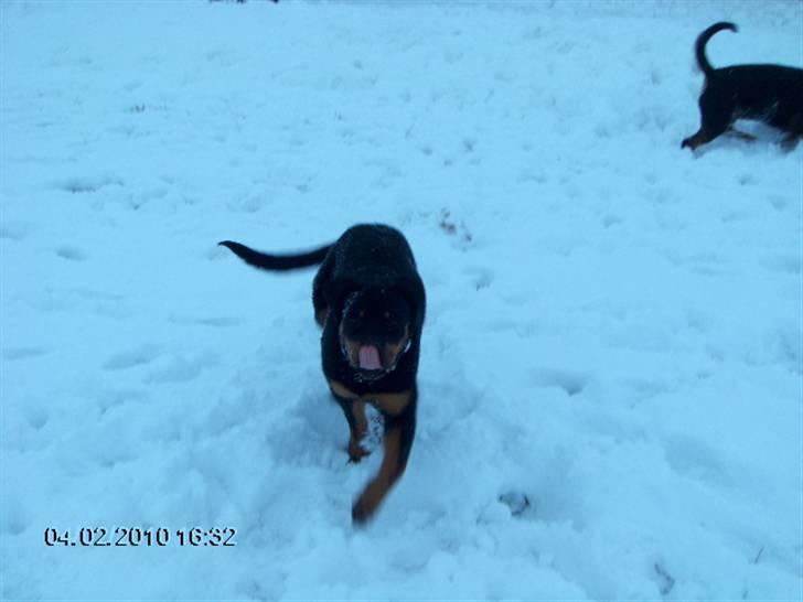 Rottweiler kiki billede 1