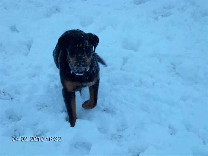 Rottweiler kiki billede 2