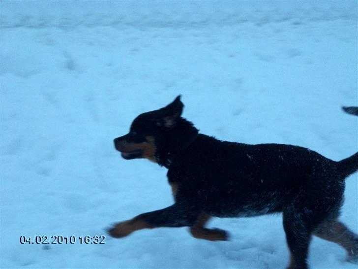 Rottweiler kiki billede 3