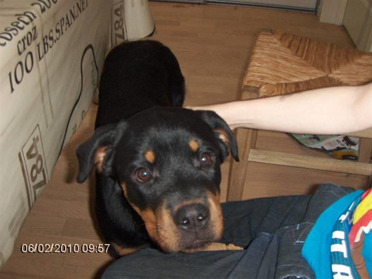 Rottweiler kiki billede 4
