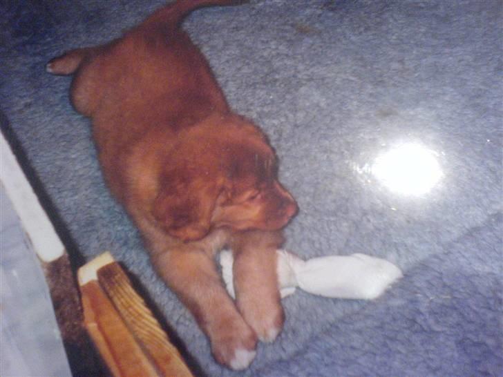 Nova scotia duck tolling retriever | Nova **V.B.H** - 17# mig som baby<33 foto Randi Zobbe billede 13