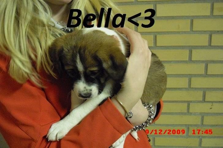 Blanding af racer Bella<3 billede 10