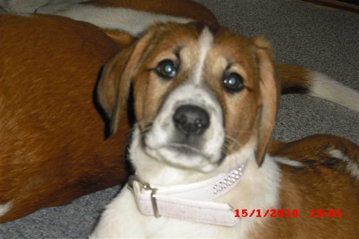 Blanding af racer Bella<3 billede 11