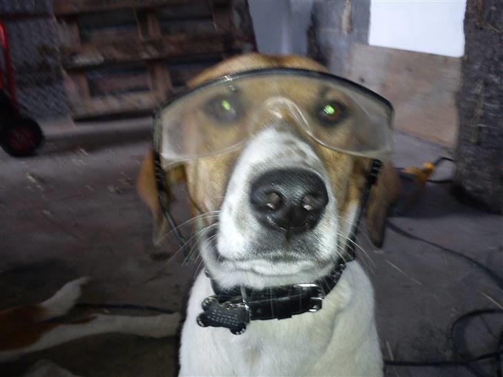 Blanding af racer Bella<3 billede 12