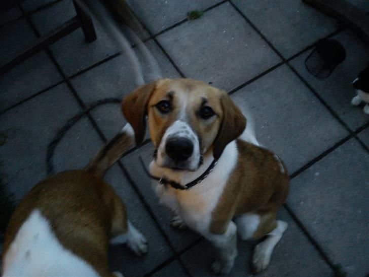 Blanding af racer Bella<3 billede 13