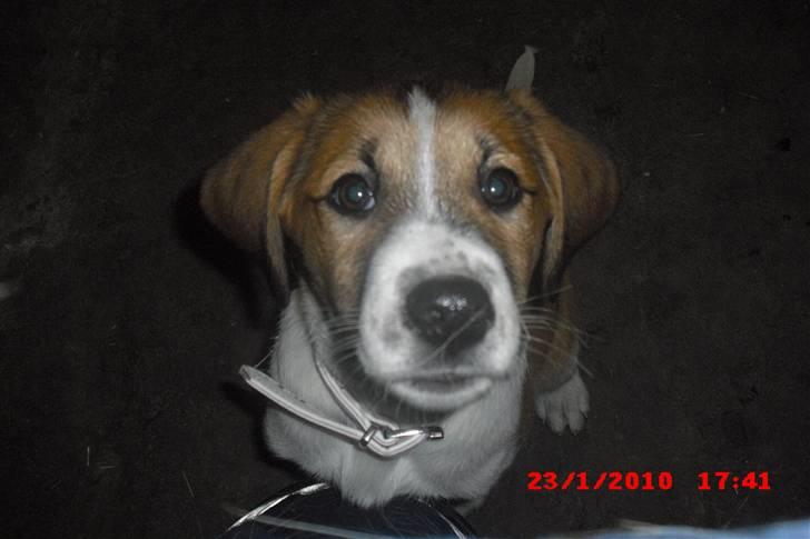 Blanding af racer Bella<3 billede 14